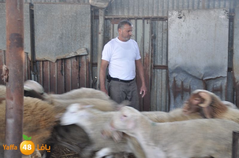 mal7ama lud 929 (19).JPG